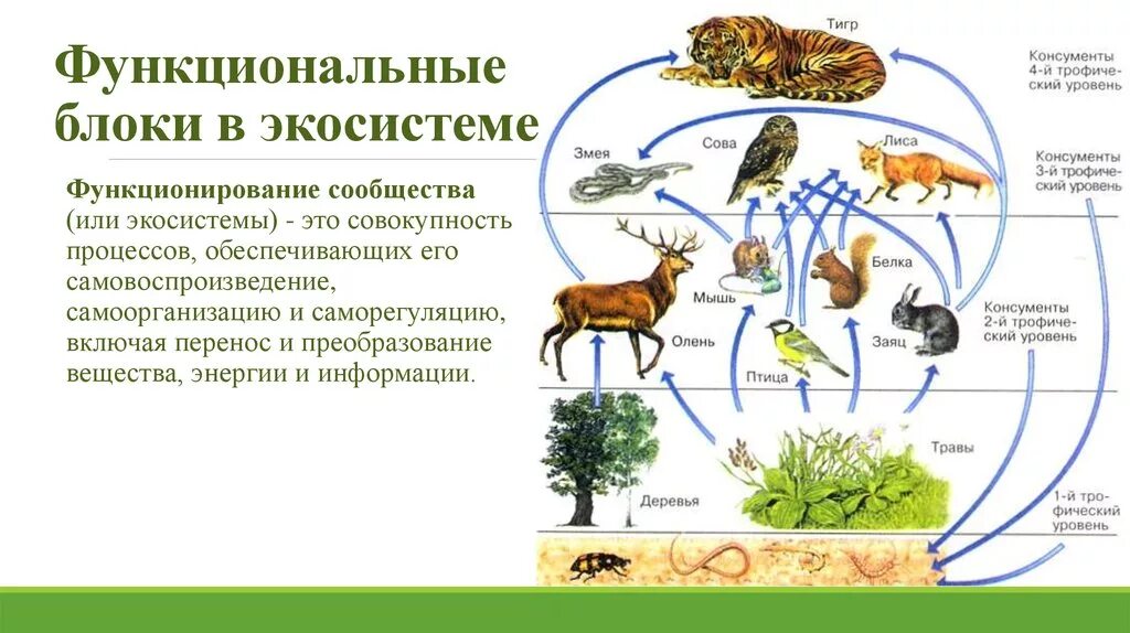 Пищевая трофическая структура биоценоза. 11 Класс биология трофическая структура. Схема трофической структуры биоценоза. Цепочка питания биоценоз.