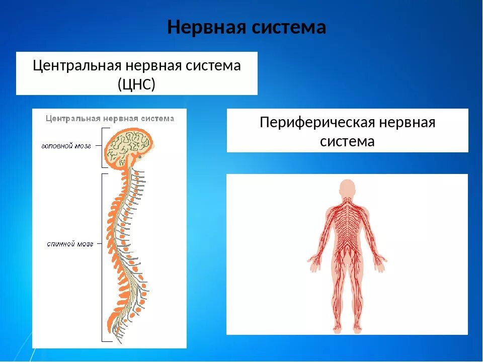 Что относится к центральной нервной системе