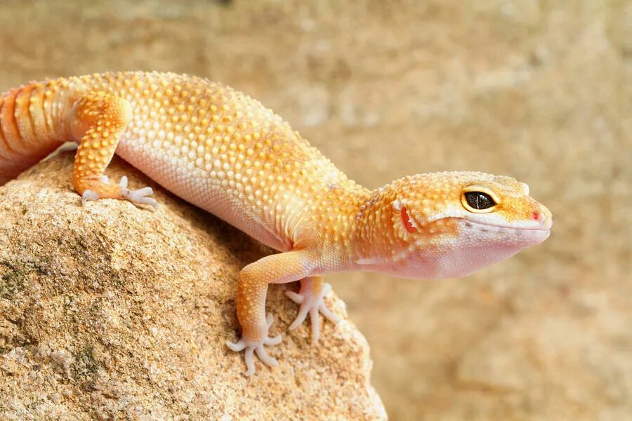 леопардовый геккон эублефар. леопардовый геккон пятнистый эублефар. ящерица эублефар. леопардовый геккон пятнистый эублефар. ящерица леопардовый эублефар.