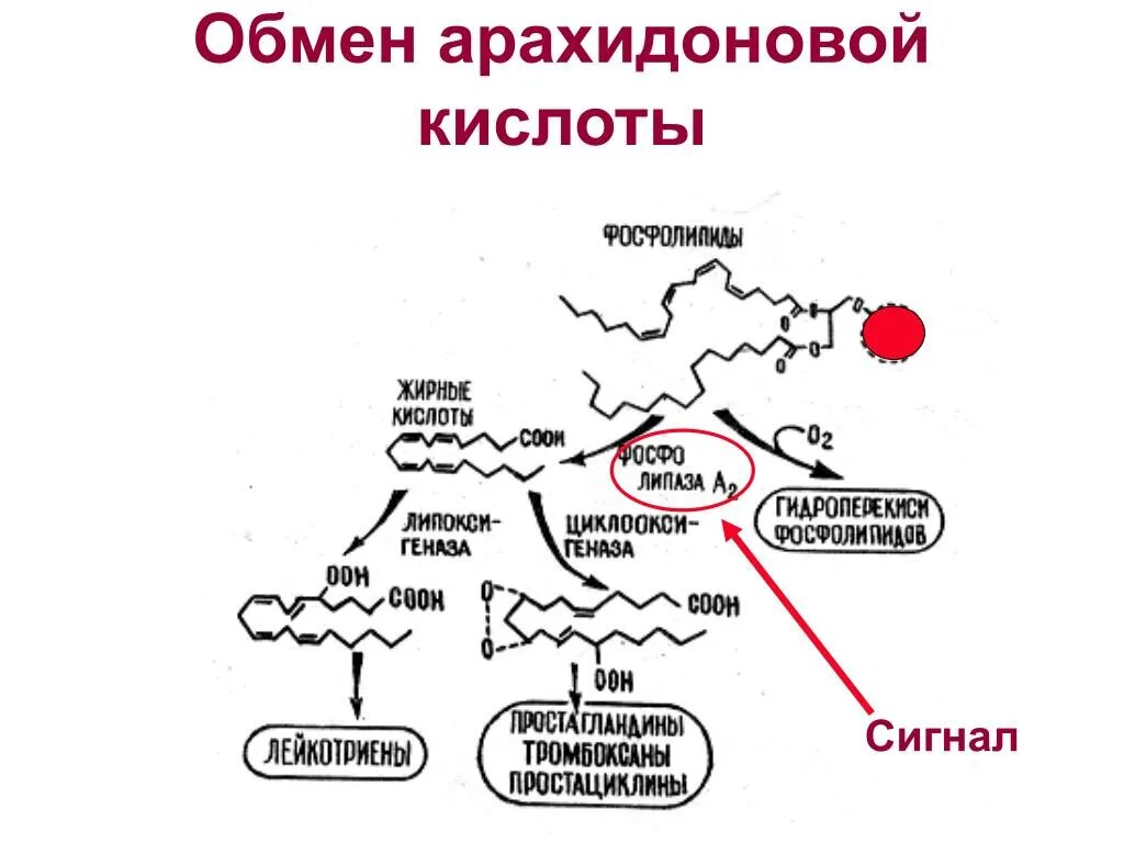 Арахидоновая кислота купить