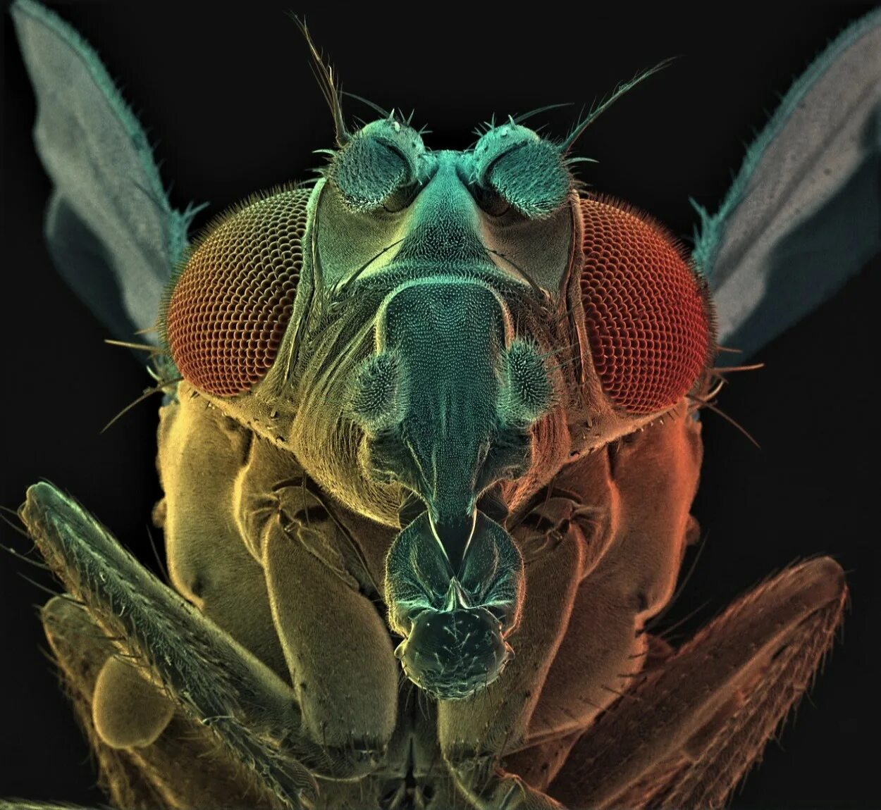 Мошка под микроскопом фото. Муха дрозофила под микроскопом. Мошка гнус под микроскопом. Муха мокрец под микроскопом. Астраханская мошка под микроскопом.