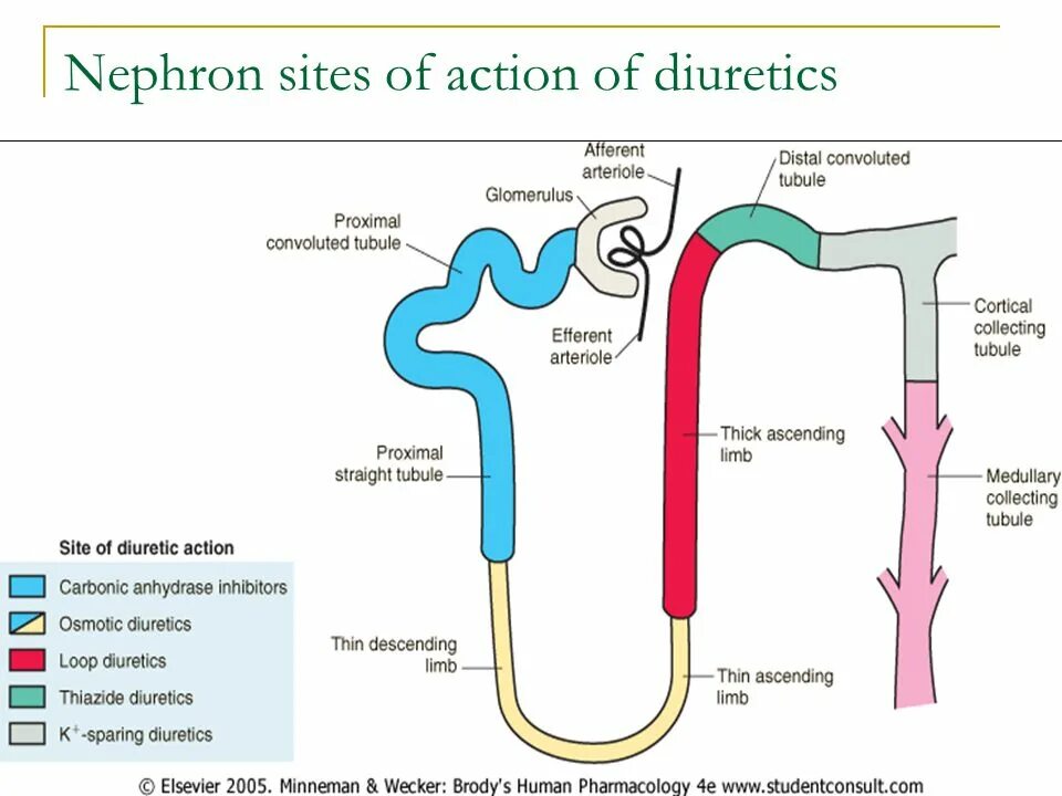 Action site. Нефрон. Diuretics classification. Нефрон и диуретики. Nephron structure.