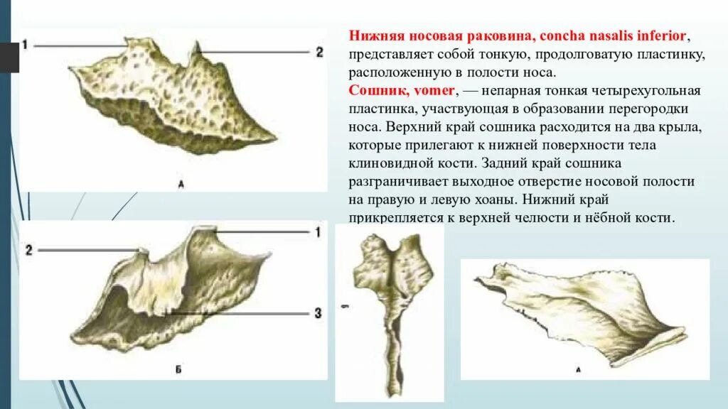 Сошник кость. Нижняя носовая раковина кость. Нижняя носовая раковина сошник. Носовая раковина анатомия кость. Нижняя носовая раковина кость анатомия.