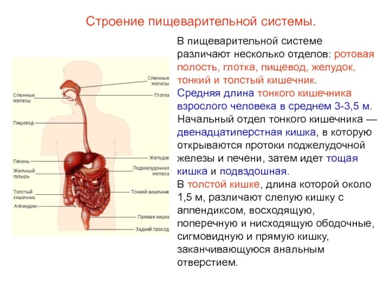 Пищеварение строение пищеварительной системы. Пищеварение в отделах пищеварительной системы таблица. Функции органов пищеварительной системы человека таблица. Анатомическое строение пищеварительной системы человека.