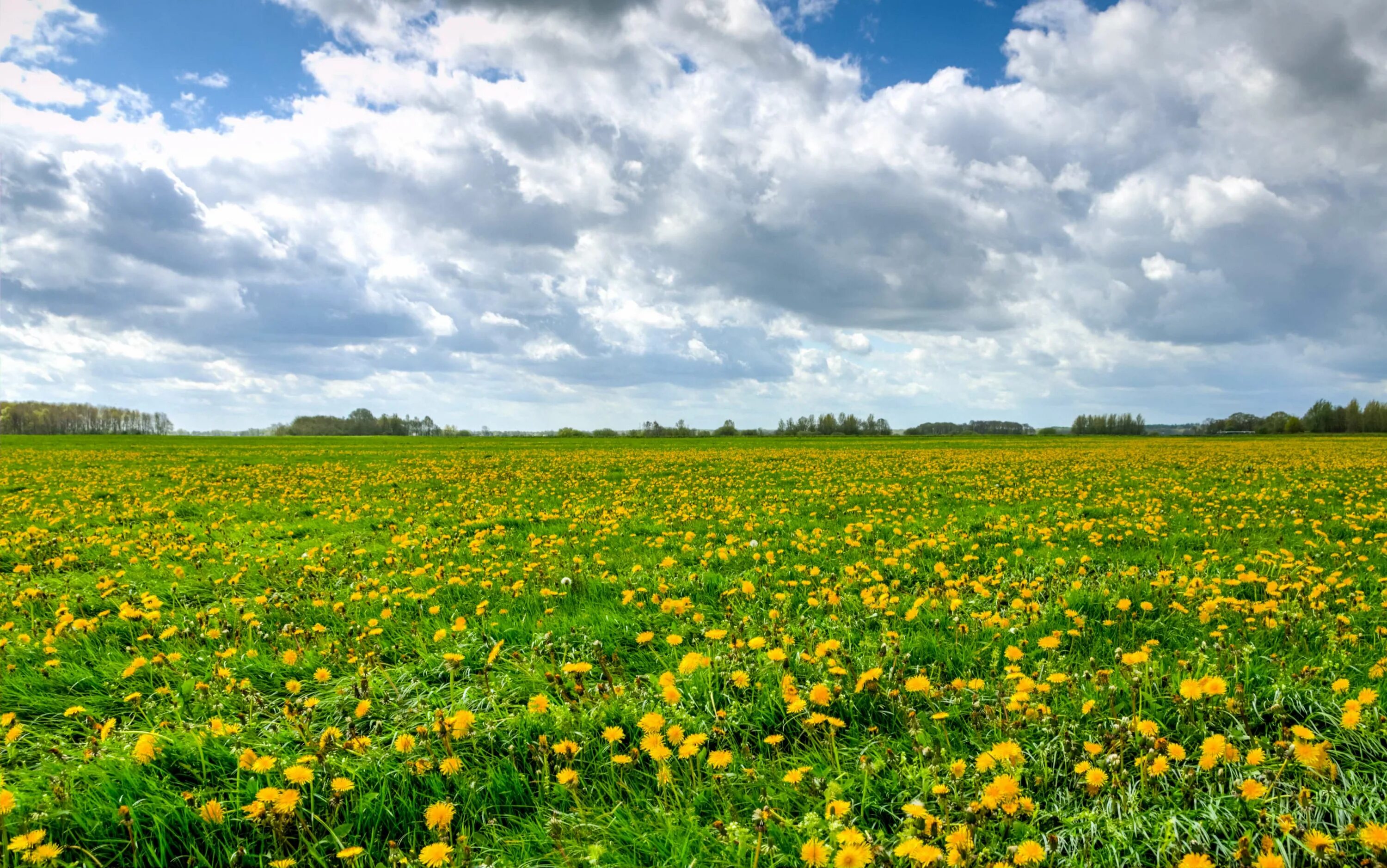 Where field field