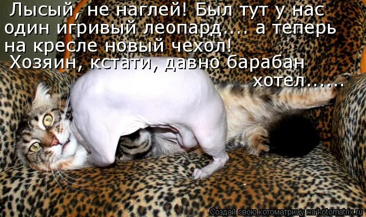 кот просыпается рано утром. наглый перевод. нло наглый летающий обжора. коты с наглыми мордами. наглый перевод.