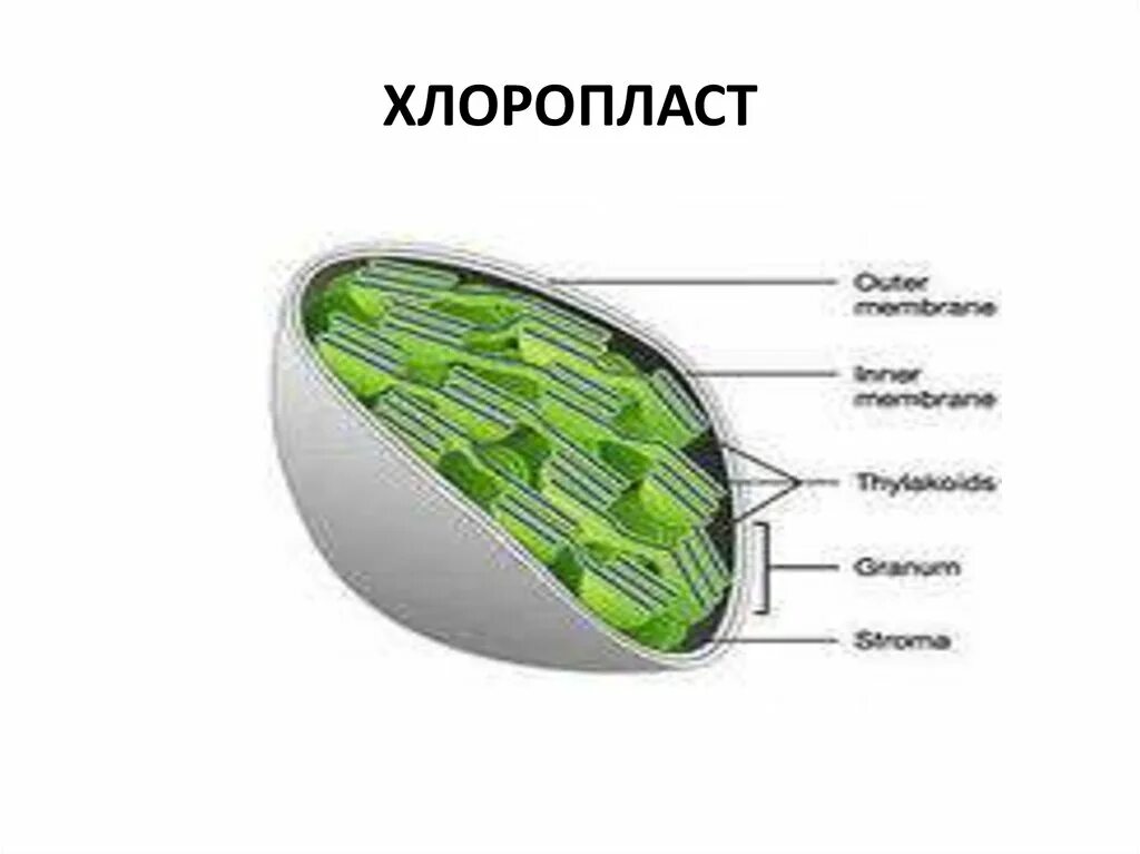 Хлоропласты имеют форму. Строение хлоропласта. Строение хлоропласта ЕГЭ. Хлоропласт 9 класс. Фотосинтез в хлоропласте рисунок.