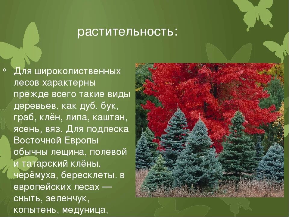 Растительный и животный мир смешанных лесов россии. Зона лесов смешанные широколиственные климат. Растительный мир смешанных и широколиственных лесов в России. Зона широколиственных лесов растения.