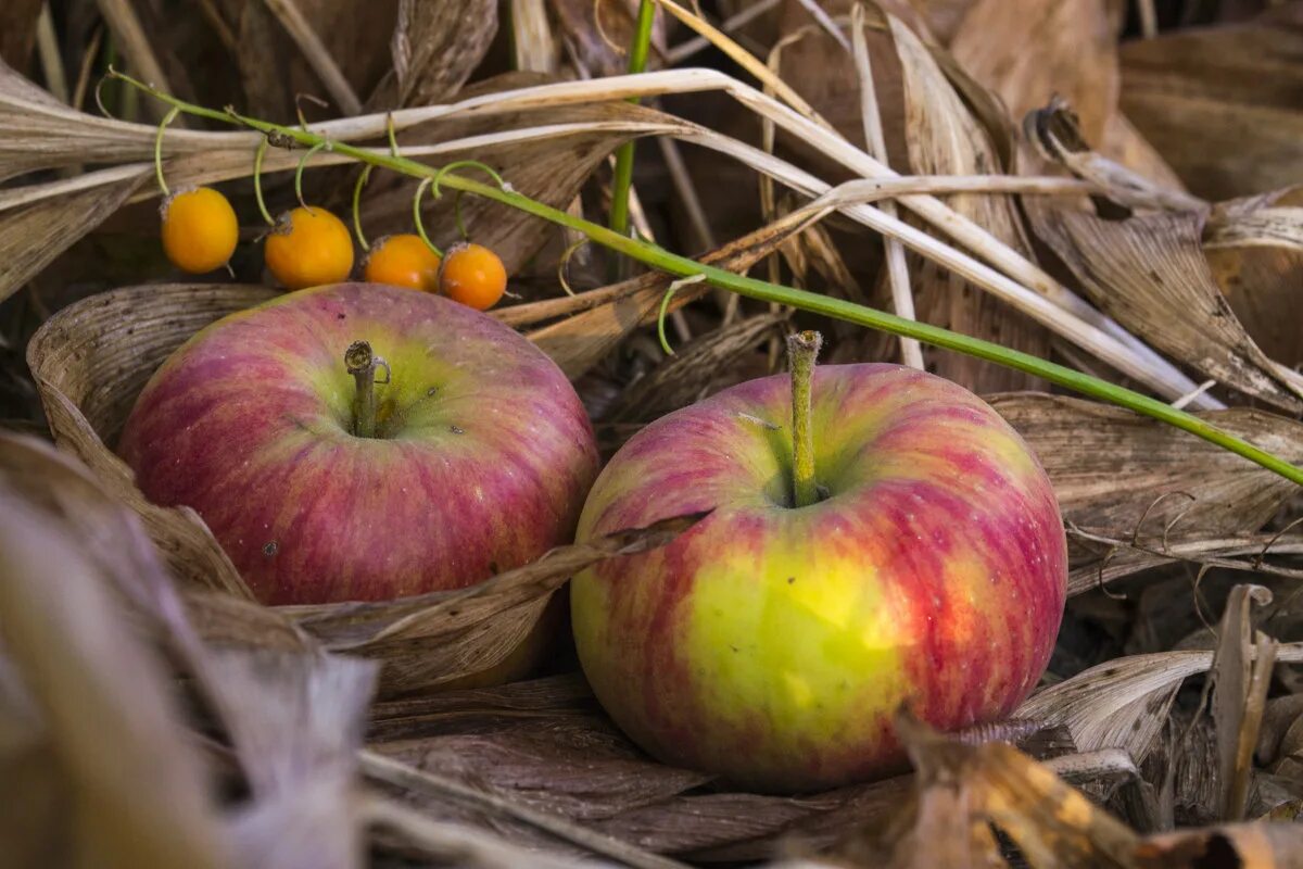 Pin by ✿ Temesvári Kamilla ✿ on ● Movie Makeup ● Fall harvest, Fall apples, Autu