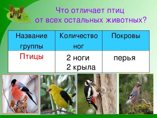 Название группы птиц. Отличить птиц. Чем отличаются птицы от животных. Птицы 2 класс. Признаки отличающие птиц от других животных.