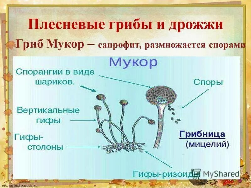 Гриб мукор биология. Строение плесневого гриба мукора. Плесневелые грибы мукор и пеницилл. Строение плесневого гриба дрожжи. Строение плесневых грибов мукор.