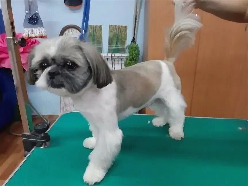 Лопатина юля стрижка кошек и собак город ивантеевка. Грумер белгород. Грумминг для собак белгород. Грумер белгород. Грумер белгород.