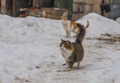 Во дворе кошки малышка о нас