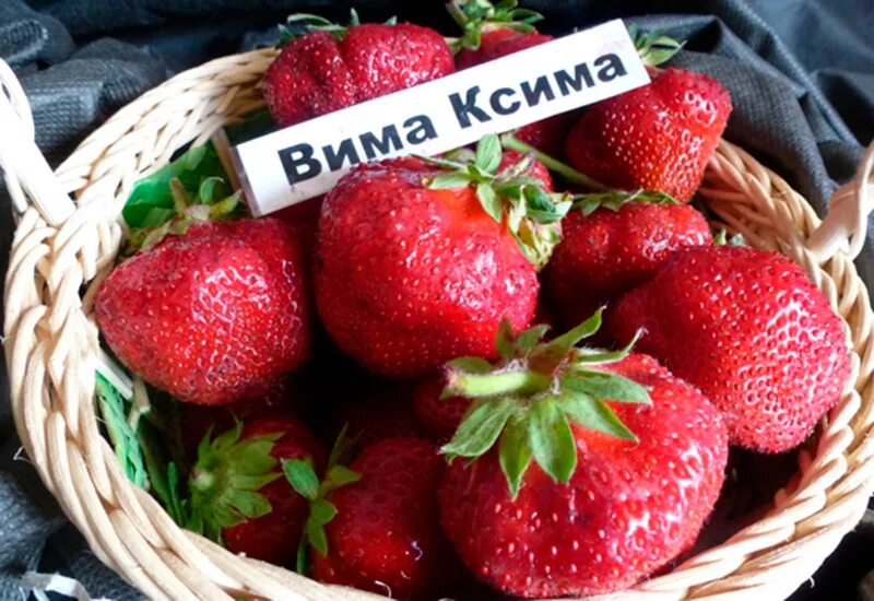 Клубника и Земляника садовая Фейт Саженцы и Рассада Земляника.ру
