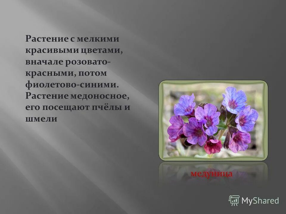 Рассказ о красоте родного края окружающий мир. Раскрас о красоте растений. Рассказ о красоте растений. Рассказ о красоте цветов. Рассказ о красоте растений родного края.