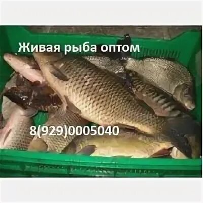 Продать рыбу оптом