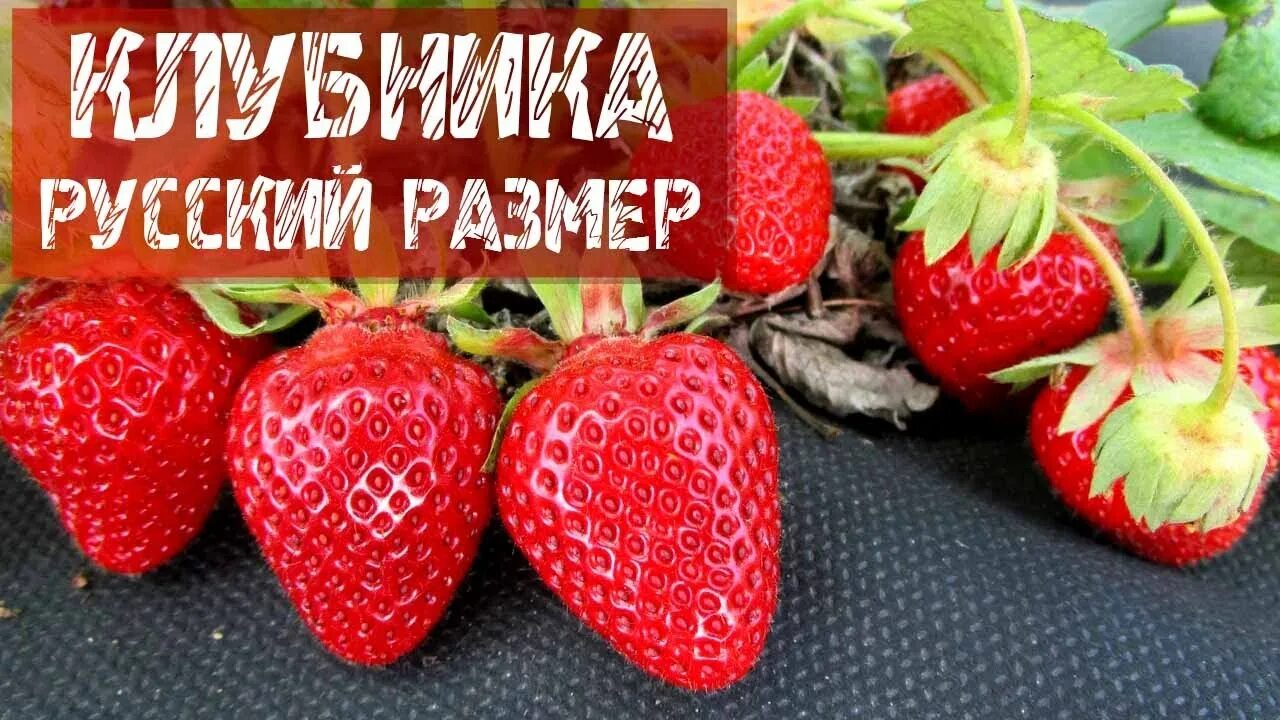 Index of /collect/obst/klubnika