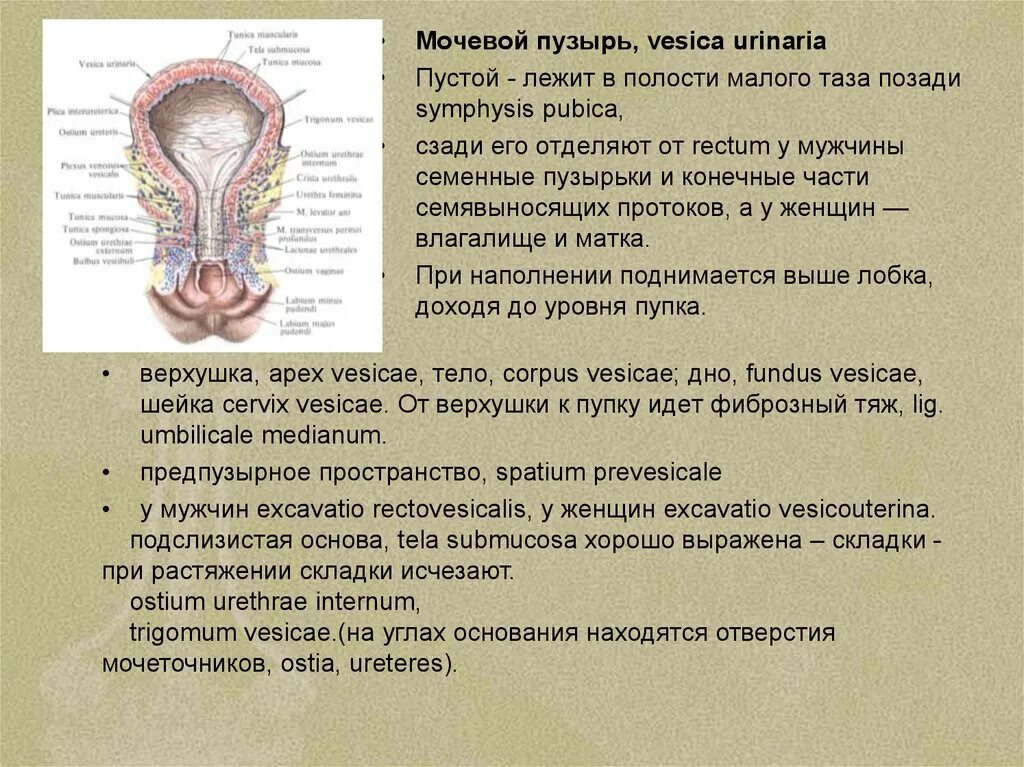 Осмотр мочевого пузыря латынь. Мочевой пузырь продольный разрез. Связки мочевого пузыря на латыни. Анатомия мочевого пузыря в тазу. Топография мочевого пузыря скелетотопия.