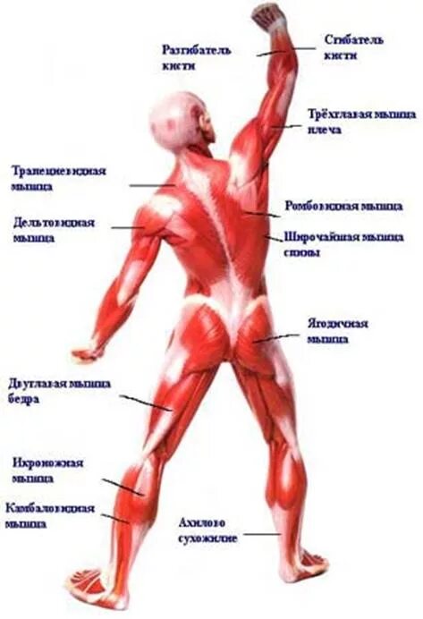 Мышцы человека. Название основных мышц человека. Анатомия человека мышцы в картинках. Мышцы на теле человека названия. Назовите мышцы человека