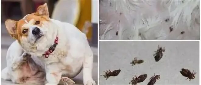 Почему собаки блохи