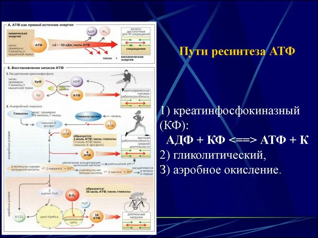 Источники АТФ В мышце. Синтез АТФ В мышцах. Выработка АТФ. Виды энергии в мышцах.