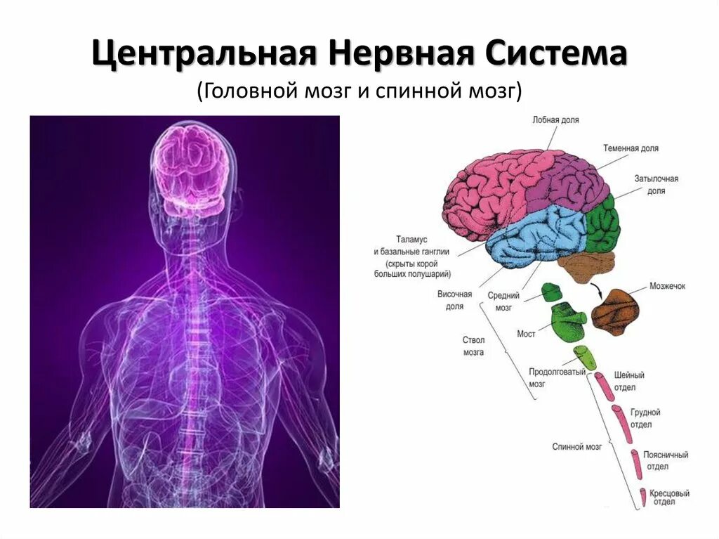 Головной и спинной мозг какая ткань. Нервная система отделы головного мозга. цнс головной мозг анатомия человека. центральная нервная система головной и спинной мозг. нервная система человека состоит из спинной мозг, головной.