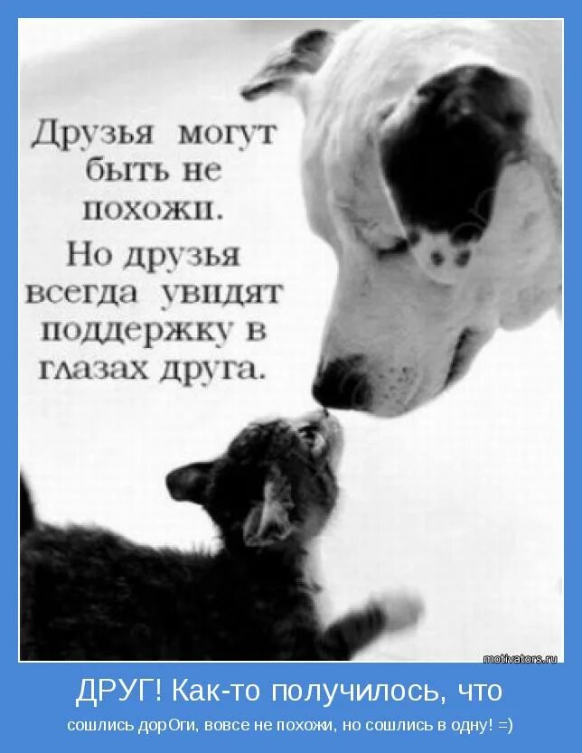 Ценить и уважать друг друга. Фразы про дружбу. Всегда быть другом своего. Всегда быть другом своего. Друг всегда брат.