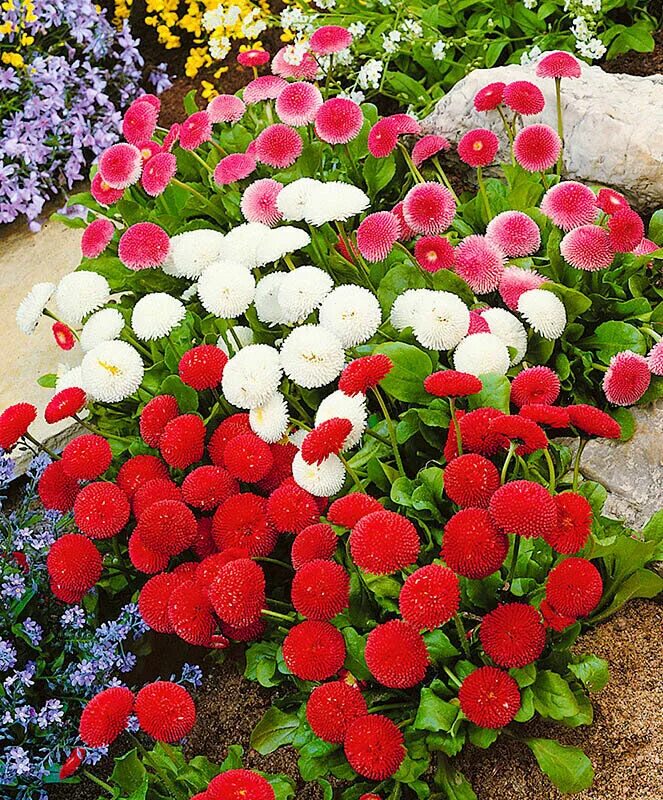 Сорта цветов для клумбы. Клумба алиссум ясколка. Маргаритка помпонная белая. Эшшольция агератум рабатка. Газания биг кисс.