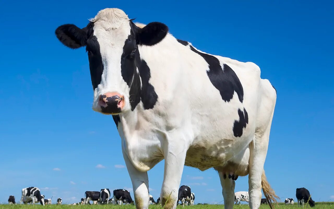 Корова на белом фоне. Звук коровы. Сигналы коров. Звук коровы для коров. Звук издает корова