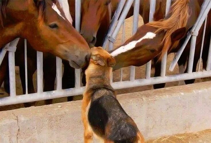 Большие собаки и лошади. Овчарка и лошадь. Немецкая овчарка и лошадь. Лошадь и собака. Лошадь целует собаку.