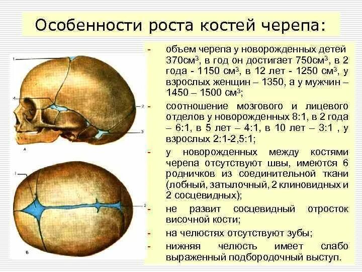 Срастание костей черепа у новорожденного. Особенности строения костей свода черепа у новорождённых.. Строение скелета черепа новорожденного ребенка. Название костей черепа новорожденного.