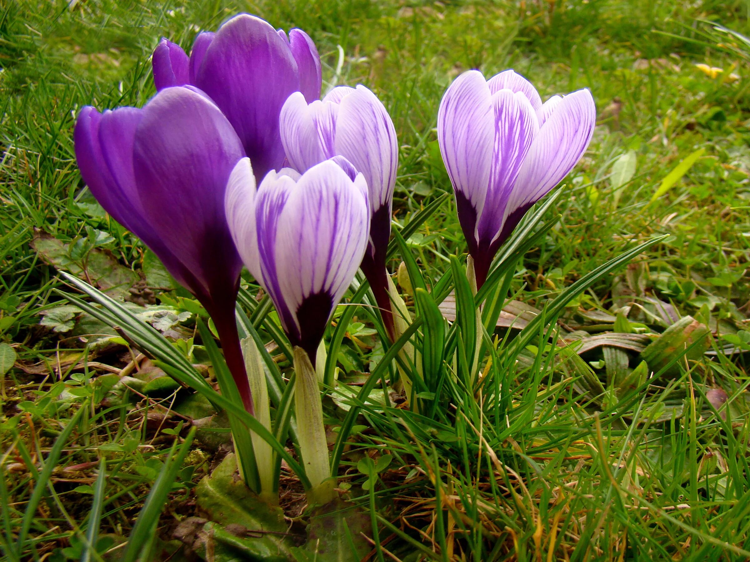 Расцветающие растения. Крокус фиолетовый первоцвет. Подснежник галантус. Крокус весенний корень. Первоцветы крокусы.