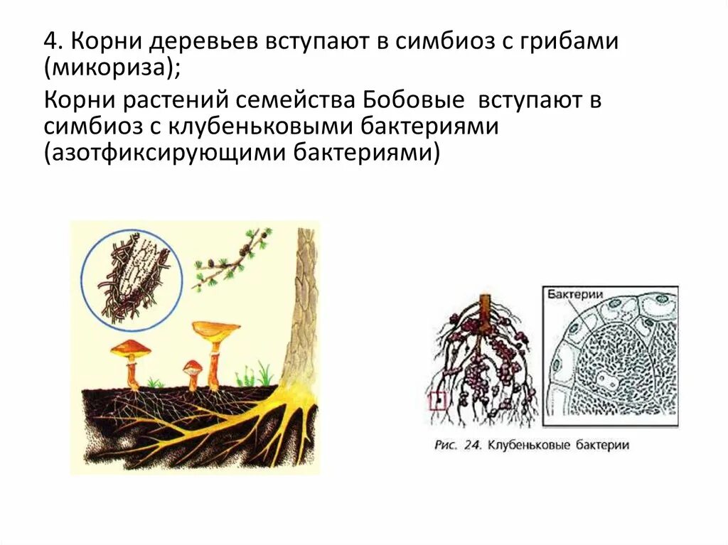 Образуют микоризу с корнями растений. Трутовик микориза. Корни деревьев вступают в симбиоз с грибами.. В симбиоз с деревьями вступают.