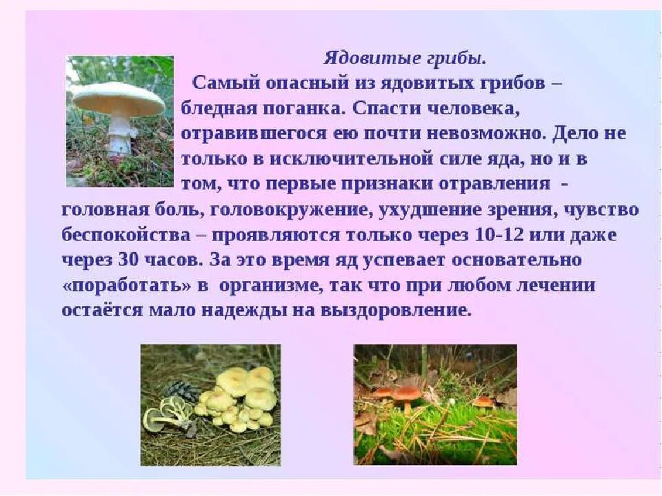 Опасные растения и грибы сообщение. Сообщение о ядовитых грибах 3 класс окружающий мир. Сообщение о ядовитых грибах. Опасные грибы доклад.