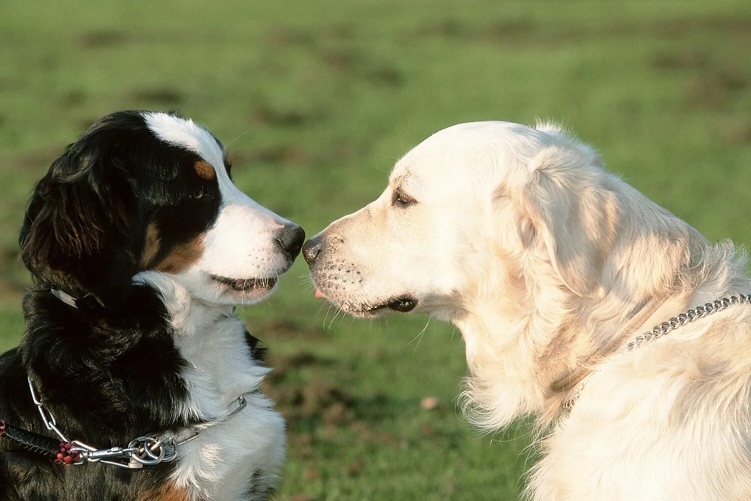Dog pairing