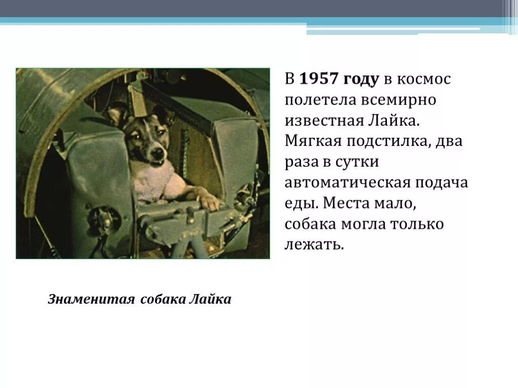 Лайка полетевшая в космос в 1957 году. Полететь в космос полететь в космос. Первое животное полетевшее в космос в мире. Лайка в космосе презентация. Кто 3 полетел в космос