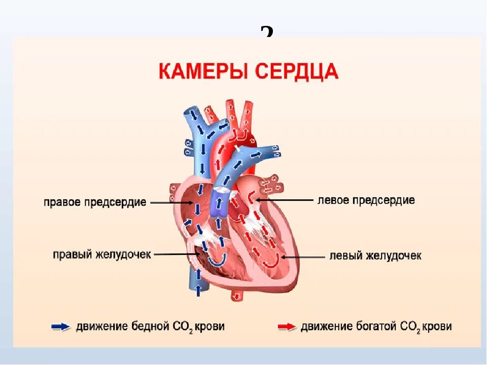 3 в левое предсердие впадают. Строение сердца человека камеры. Камеры сердца человека анатомия. Строение сердца 4 камеры. Количество камер в сердце человека.