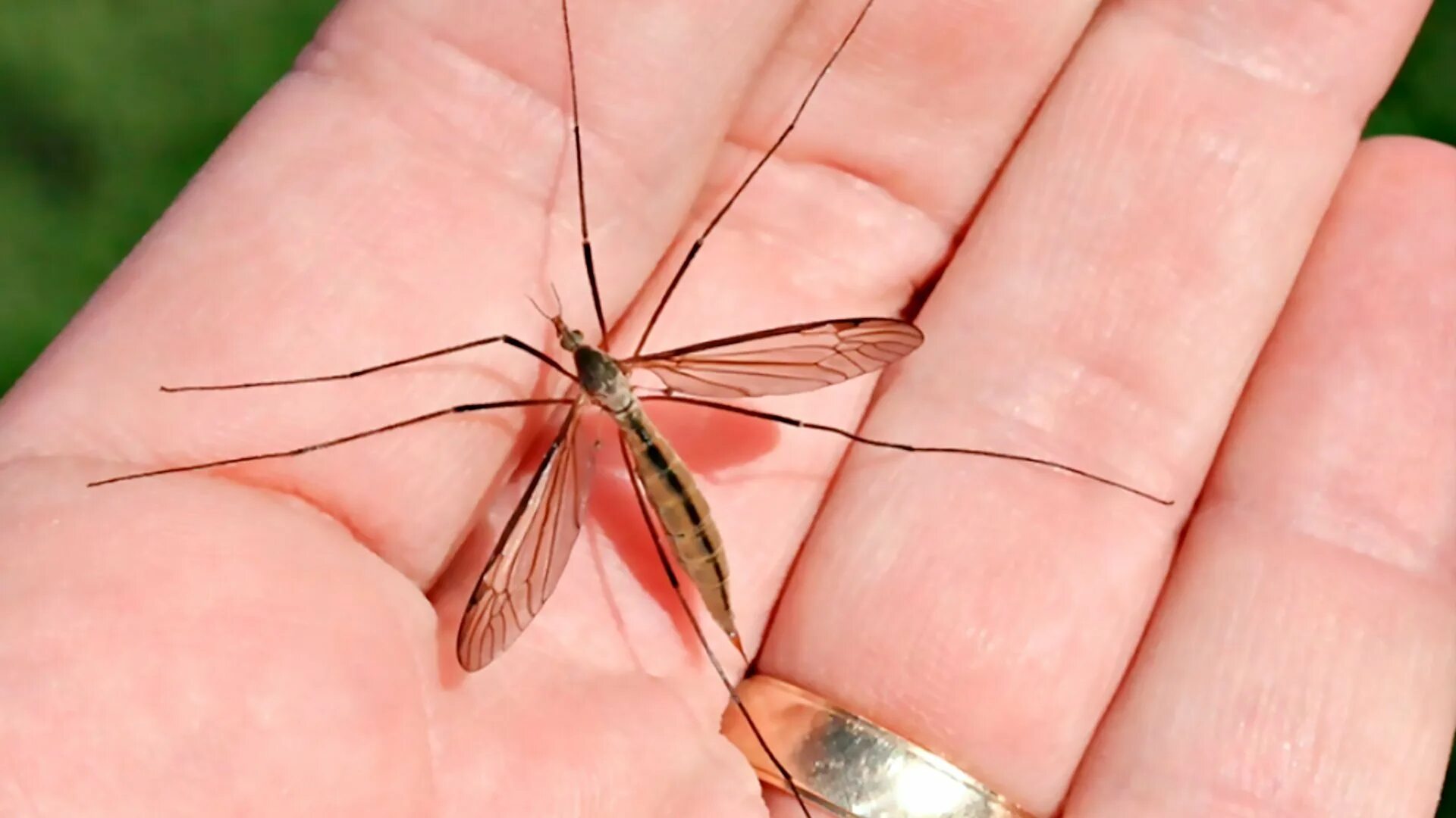 Как называется большой комар. Малярийный комар долгоножка. Комар гигант - долгоножка. Муха долгоножка. Комар долгоножка Болотная.
