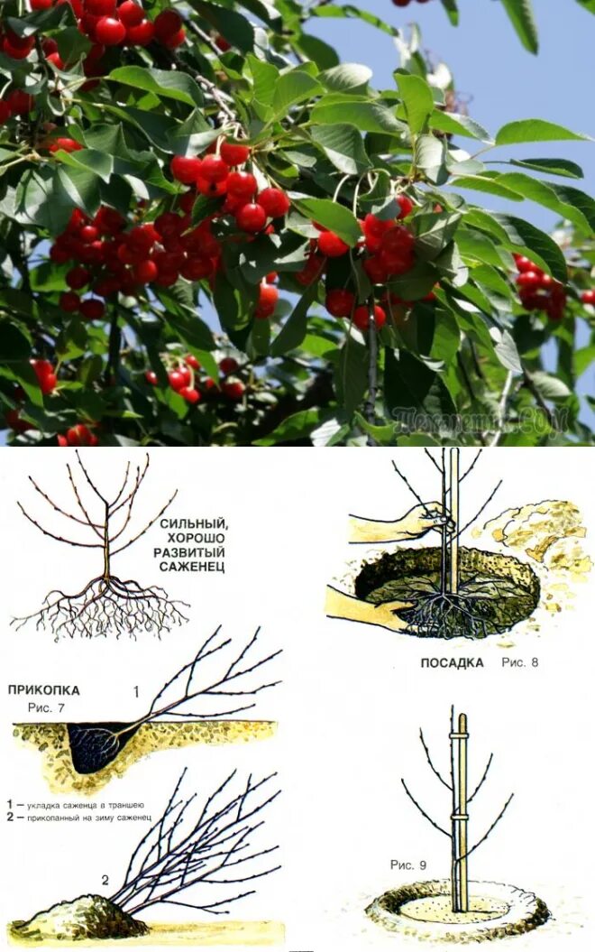 Можно ли сажать вишню с черешней. Вишня войлочная бонсай. Посадка вишни. Вишня и черешня посадка. Правильная посадка вишни.