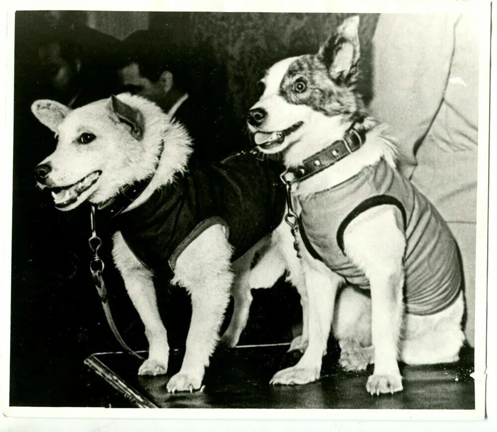Belka and STRELKA Space Dogs. Белка и стрелка полёт в космос 1958. Белка и стрелка 1960 год. Белка и стрелка в реальной жизни.