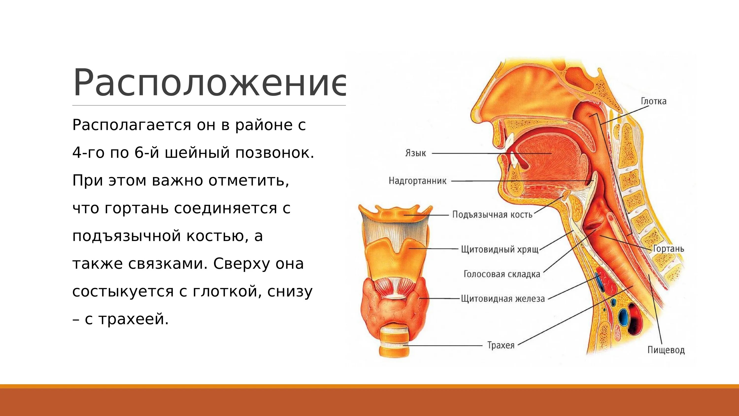 Глотка т. Горло человека строение и функции. Гортань глотка трахея строение. Строение гортани и трахеи. Анатомия гортани и глотки.