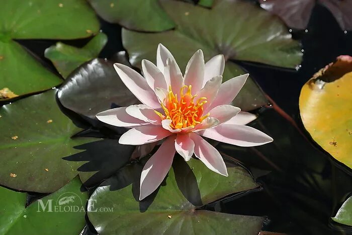 Нимфея филлер. Нимфея филлер. Нимфея филлер. Nymphaea tuberosa richardsonii. Нимфея филлер.