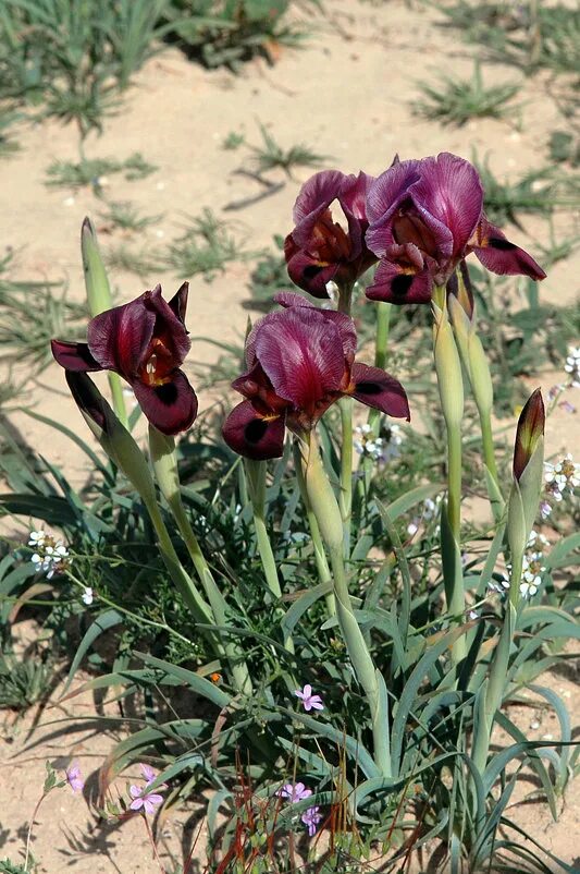 ирисы пустынные. ирисы в пустыне. ирисы в пустыне негев. негев ирисы. цветы пустыни негев.