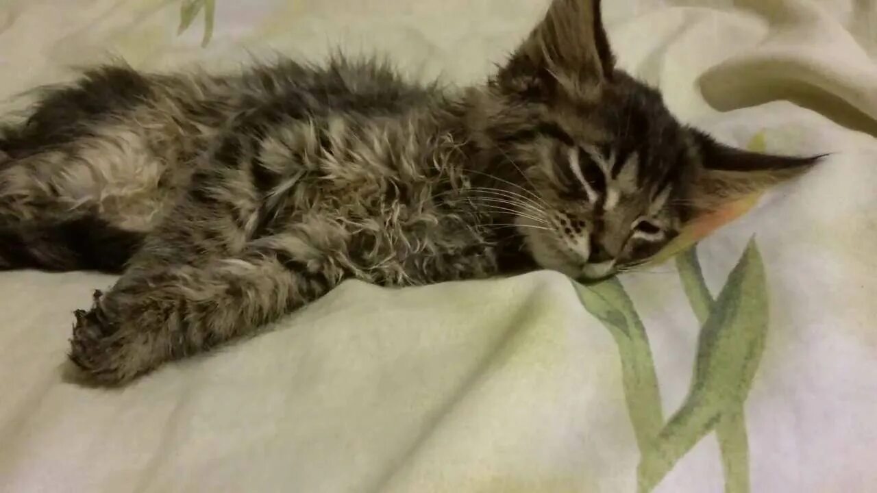 Кошка после чумки