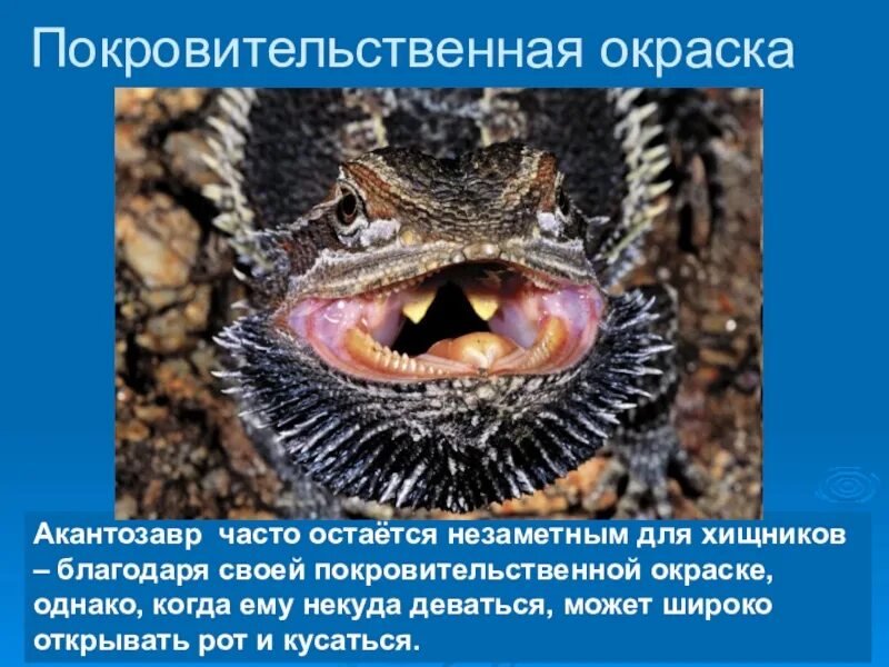 Защитная окраска хищных животных примеры. Защитная окраска хищных животных примеры