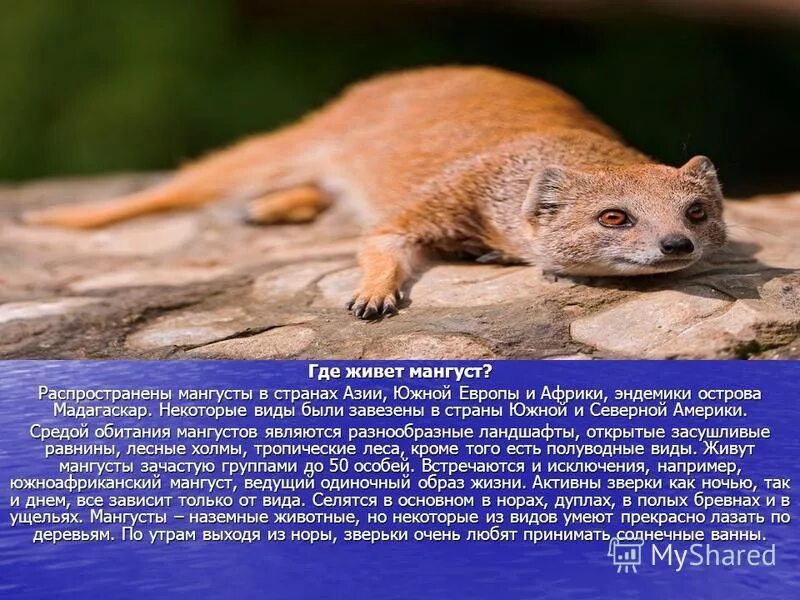 Карликовый мангуст. Пушистохвостый мангуст. Пушистохвостый мангуст. Сколько мангуст. Лисицевидный мангуст.