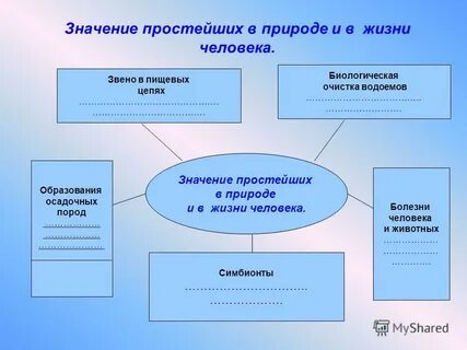 Значение простейших 7 класс биология конспект