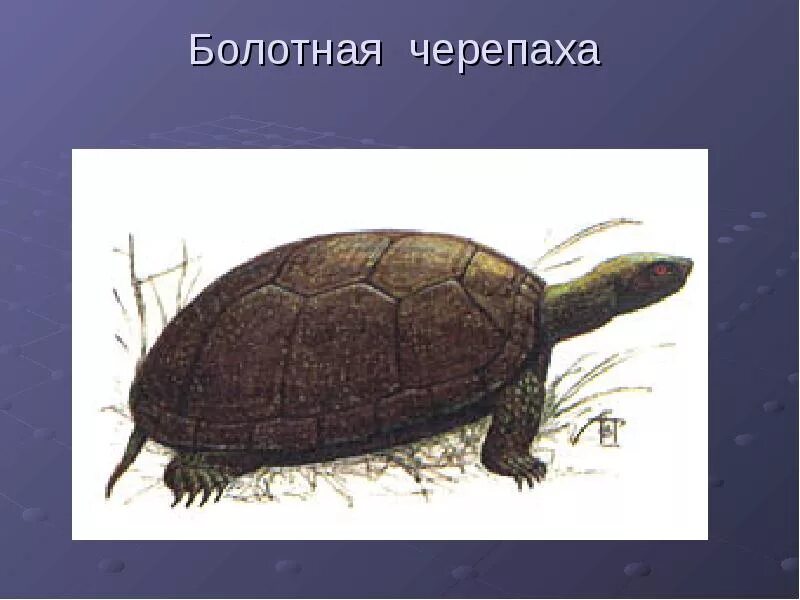 Пресмыкающиеся отряд черепаха Болотная. Болотная черепаха. Болотная черепаха для детей.