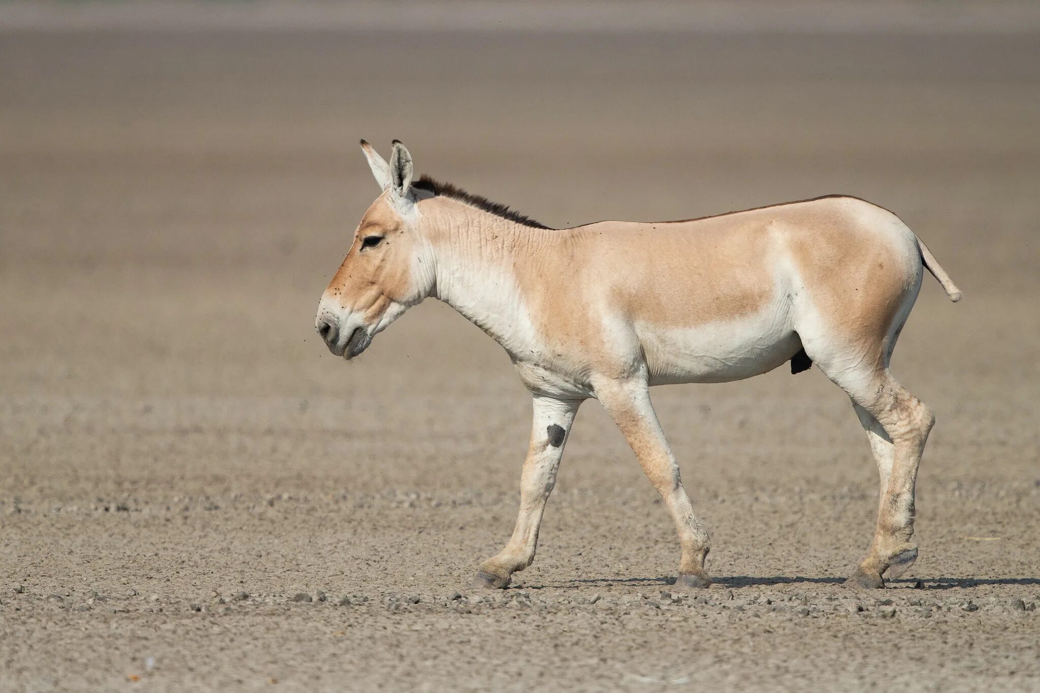 Кулан область. Туркменский Кулан. Сирийский Кулан. Монгольский Кулан. Equus hemionus.