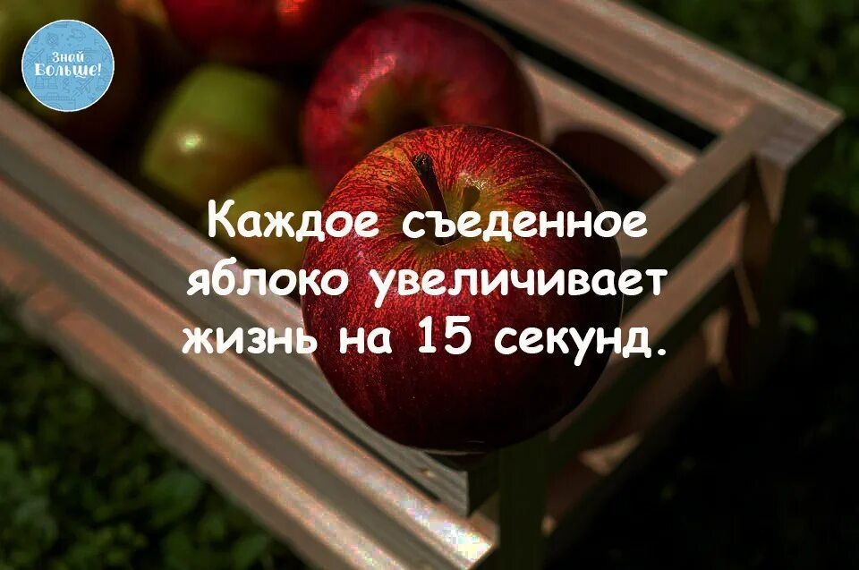 Можно жизнь увеличить. Интересные факты о яблоках. Интересные факты о яблексе. Цитаты про яблоки. Высказывания про яблоки.